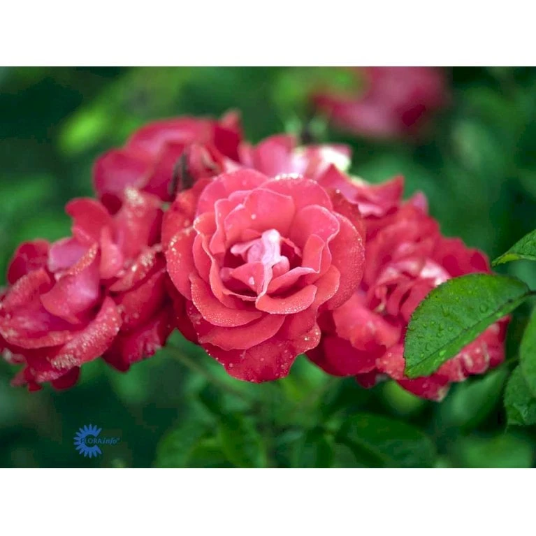 'Heidelberg'® Rosa Kordesii 'Heidelberg'® (Slyngrose) A-Kvalitet,- Barrods Roser Min. 3 Grene - Billede 5