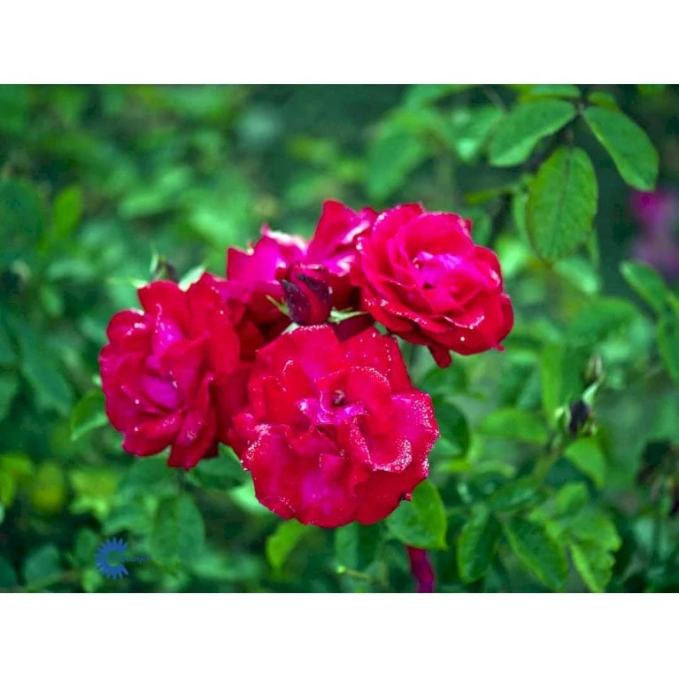 'Heidelberg'® Rosa Kordesii 'Heidelberg'® (Slyngrose) A-Kvalitet,- Barrods Roser Min. 3 Grene - Billede 6