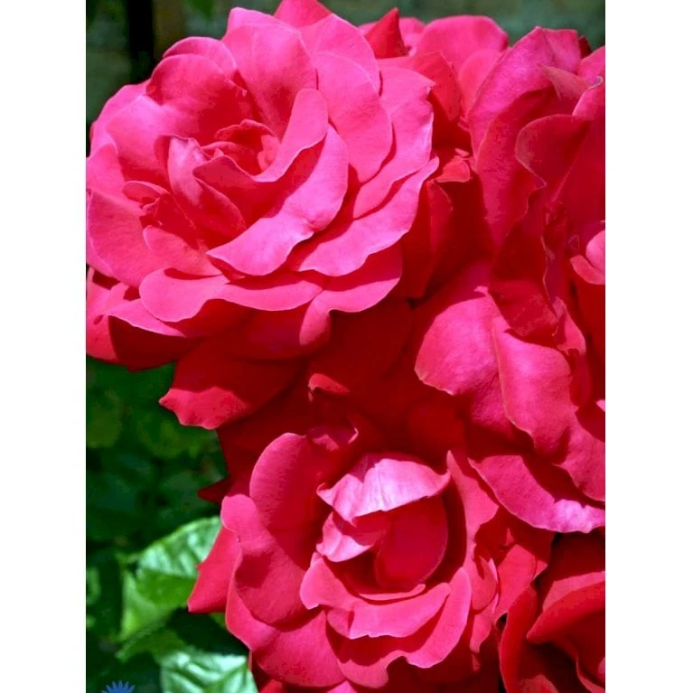 'Heidelberg'® Rosa Kordesii 'Heidelberg'® (Slyngrose) A-Kvalitet,- Barrods Roser Min. 3 Grene - Billede 7