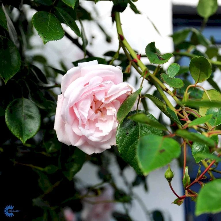 'New Dawn' Rosa X 'New Dawn' (Slyngrose) A-Kvalitet,- Barrods Roser Min. 3 Grene - Billede 7