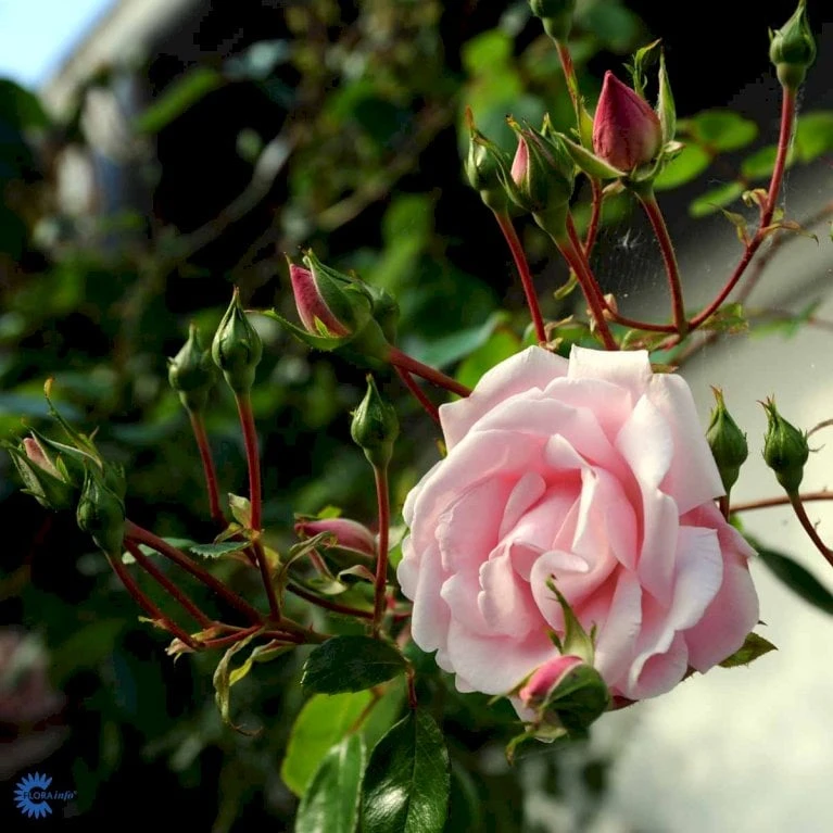 'New Dawn' Rosa X 'New Dawn' (Slyngrose) A-Kvalitet,- Barrods Roser Min. 3 Grene - Billede 6