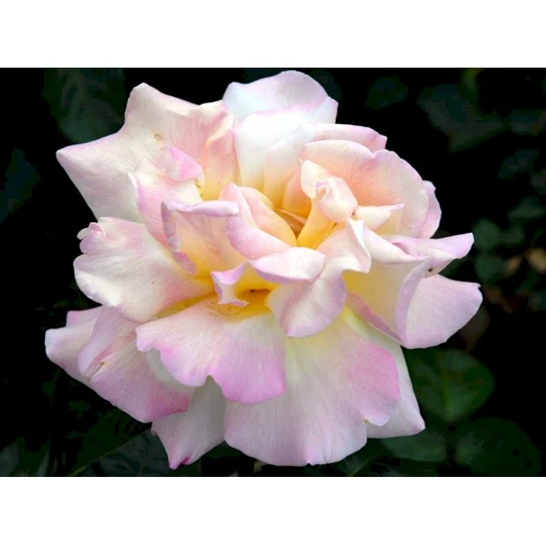 'Peace' Rosa X 'Peace' A-Kvalitet,- Barrods Roser Min. 3 Grene - Billede 7