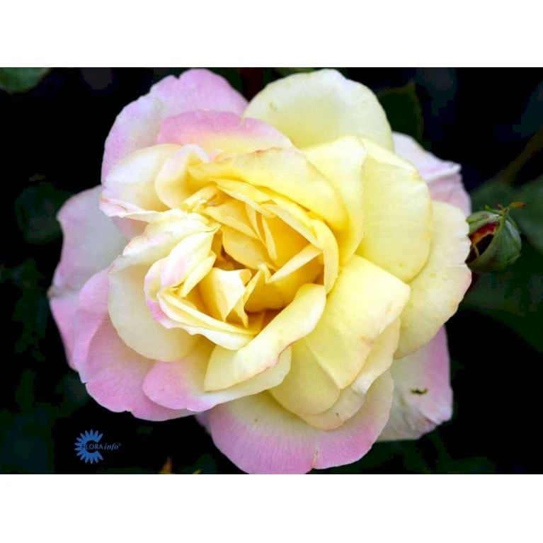 'Peace' Rosa X 'Peace' A-Kvalitet,- Barrods Roser Min. 3 Grene - Billede 8