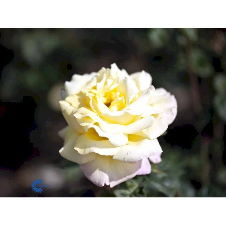 'Peace' Rosa X 'Peace' A-Kvalitet,- Barrods Roser Min. 3 Grene - Billede 6