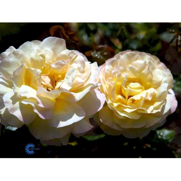 'Peace' Rosa X 'Peace' A-Kvalitet,- Barrods Roser Min. 3 Grene - Billede 9