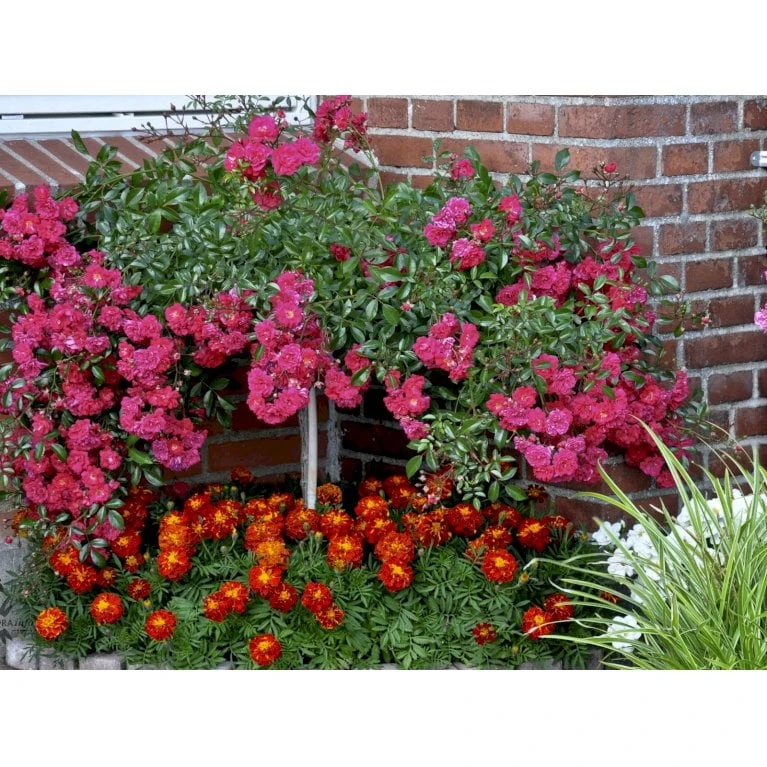 'Red Fairy' Rosa X 'Red Fairy' (Bunddækkerose) A-Kvalitet,- Barrods Roser Min. 3 Grene - Billede 6