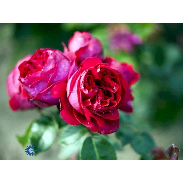 'Red Willestrup' Rosa X 'Red Willestrup' (Slyngrose) A-Kvalitet,- Barrods Roser Min. 3 Grene - Billede 3