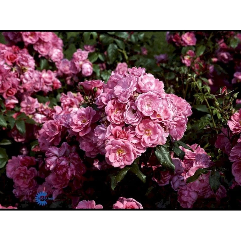 'Rosy Border'® Rosa X 'Rosy Border'® (Bunddækkerose) A-Kvalitet,- Barrods Roser Min. 3 Grene - Billede 7