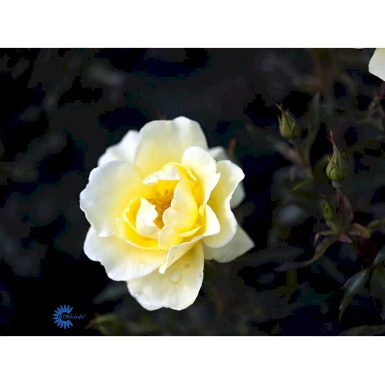 'Sunburst Border'® Rosa X 'Sunburst Border'® (Bunddækkerose) A-Kvalitet,- Barrods Roser Min. 3 Grene - Billede 8