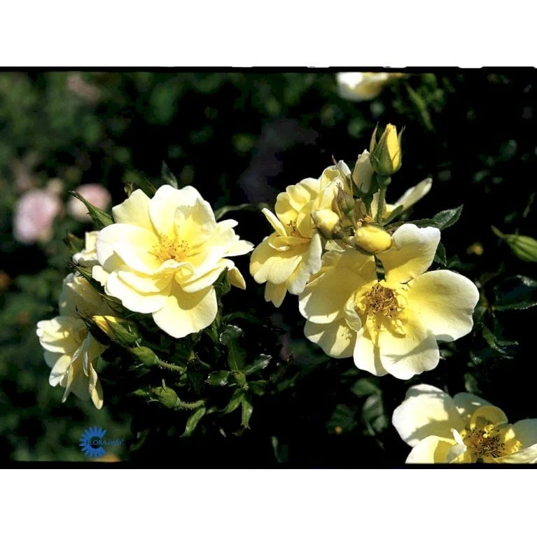 'Sunburst Border'® Rosa X 'Sunburst Border'® (Bunddækkerose) A-Kvalitet,- Barrods Roser Min. 3 Grene - Billede 9