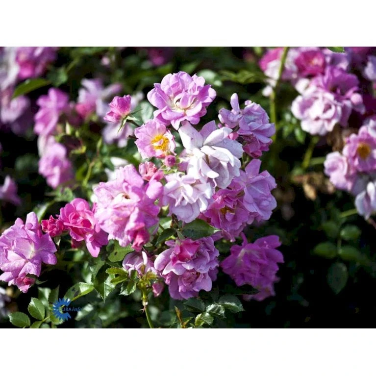 'Supreme Cover'® Rosa X 'Supreme Cover'® (Bunddækkerose) A-Kvalitet,- Barrods Roser Min. 3 Grene - Billede 5