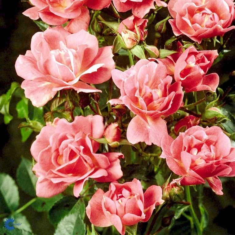 'Supreme Cover'® Rosa X 'Supreme Cover'® (Bunddækkerose) A-Kvalitet,- Barrods Roser Min. 3 Grene - Billede 6