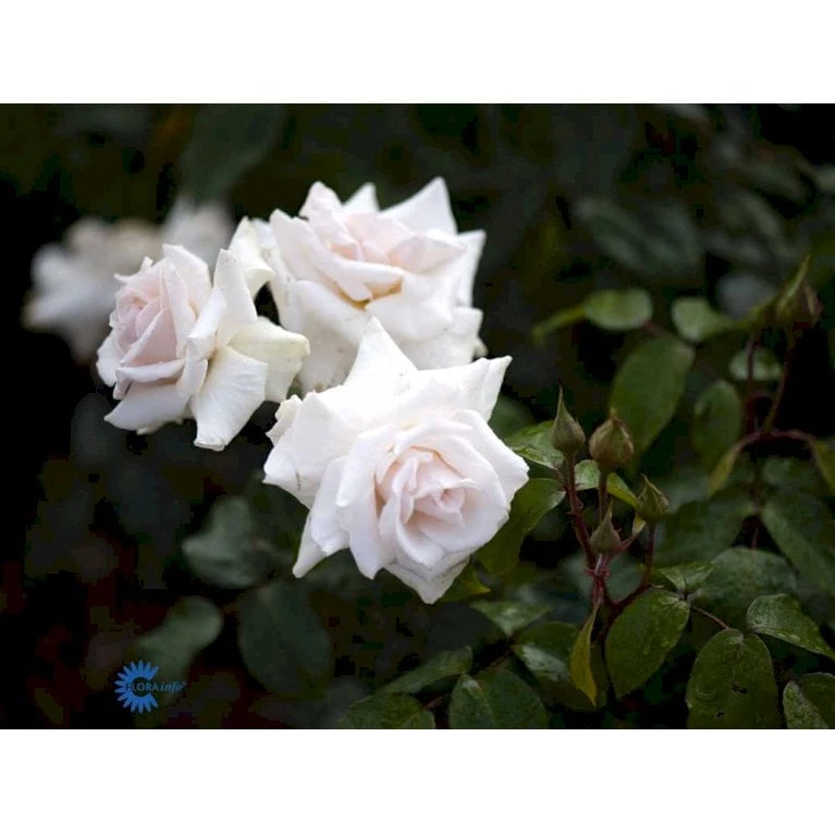 'Swan Lake' Rosa X 'Swan Lake' (Slyngrose) A-Kvalitet,- Barrods Roser Min. 3 Grene - Billede 5