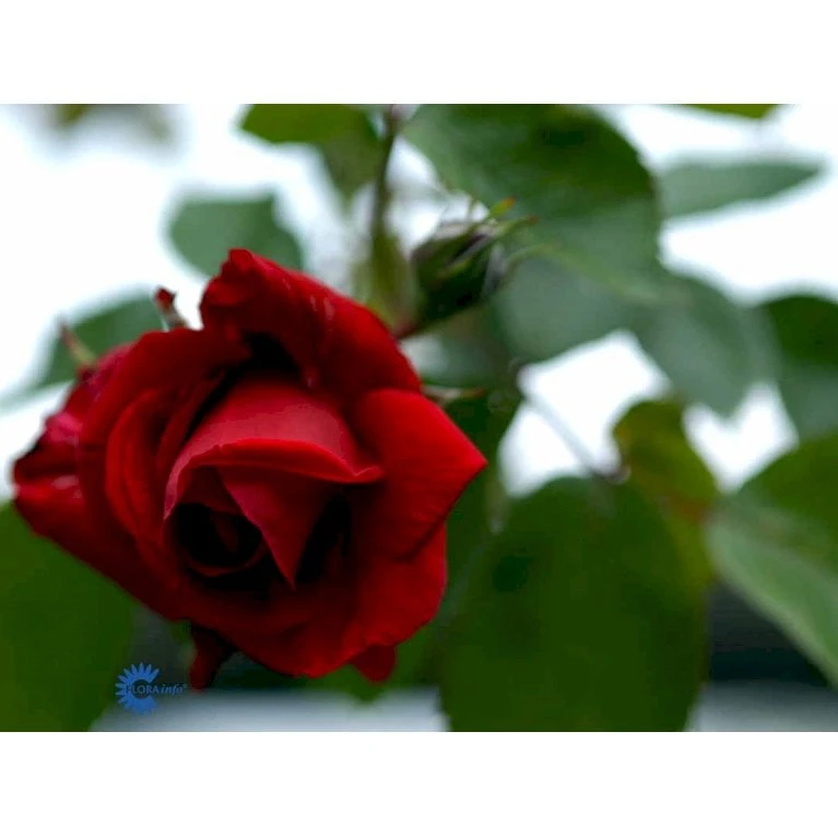 'Sympathie'® Rosa X 'Sympathie'® (Slyngrose) A-Kvalitet,- Barrods Roser Min. 3 Grene - Billede 11