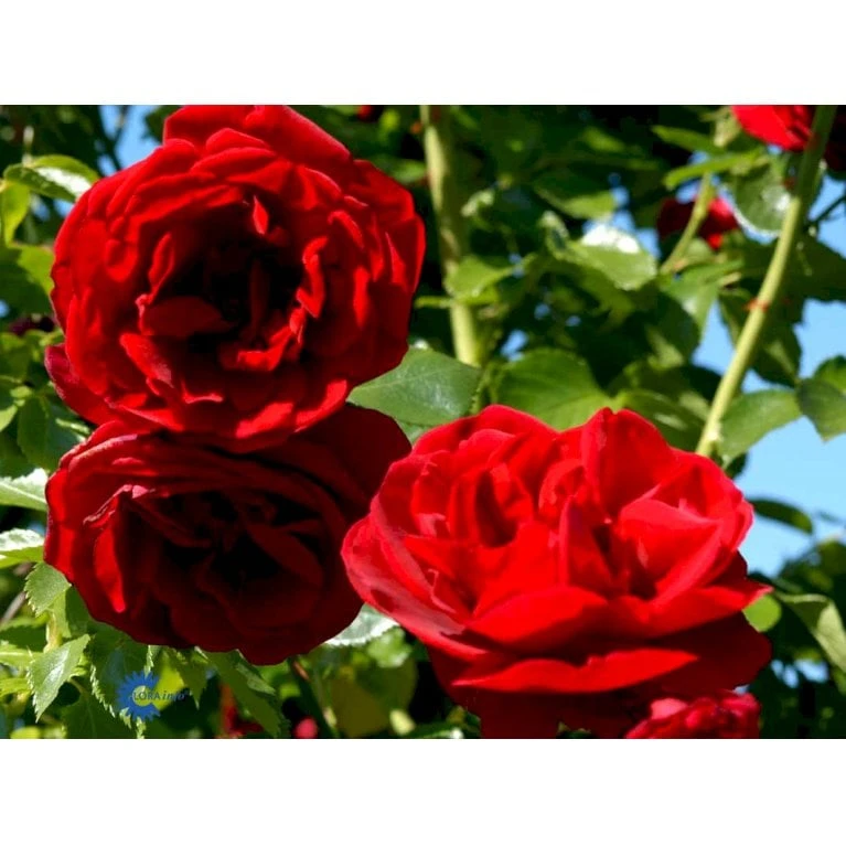'Sympathie'® Rosa X 'Sympathie'® (Slyngrose) A-Kvalitet,- Barrods Roser Min. 3 Grene - Billede 10