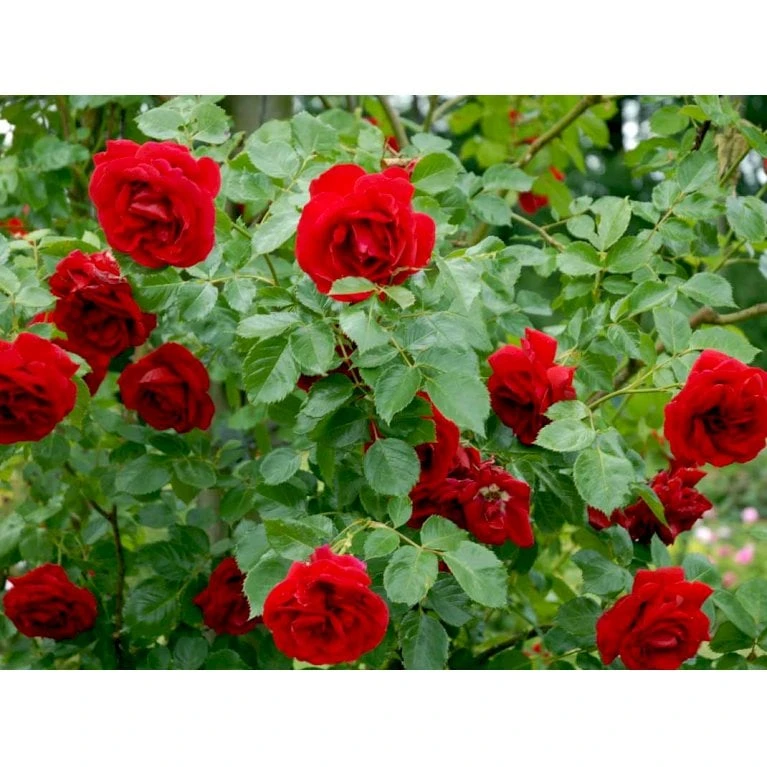 'Sympathie'® Rosa X 'Sympathie'® (Slyngrose) A-Kvalitet,- Barrods Roser Min. 3 Grene - Billede 8