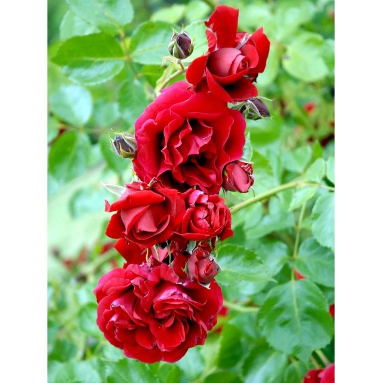 'Sympathie'® Rosa X 'Sympathie'® (Slyngrose) A-Kvalitet,- Barrods Roser Min. 3 Grene - Billede 9