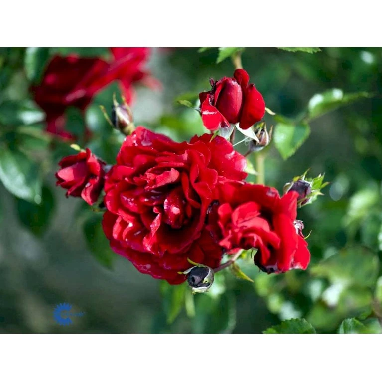 'Sympathie'® Rosa X 'Sympathie'® (Slyngrose) A-Kvalitet,- Barrods Roser Min. 3 Grene - Billede 7