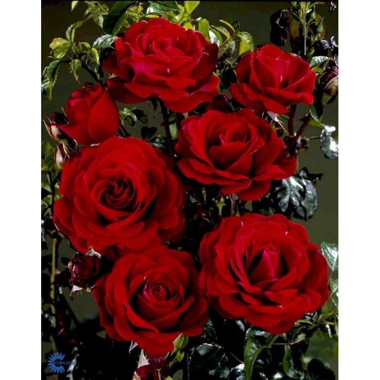 'That's Jazz'™ Rosa X 'That's Jazz'™ (Slyngrose) A-Kvalitet,- Barrods Roser Min. 3 Grene - Billede 8