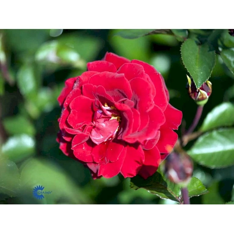 'That's Jazz'™ Rosa X 'That's Jazz'™ (Slyngrose) A-Kvalitet,- Barrods Roser Min. 3 Grene - Billede 7