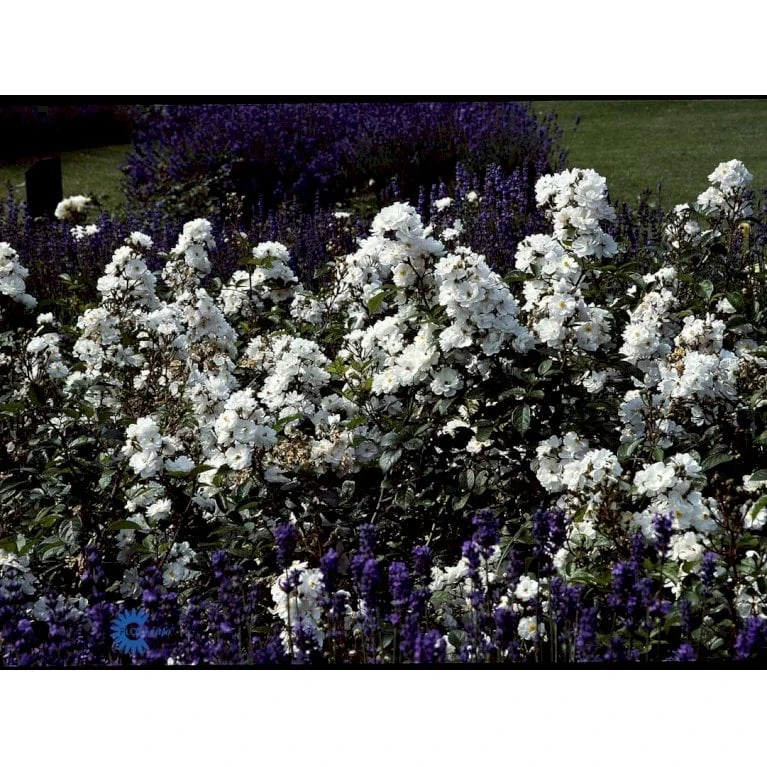 'Tumbling Waters'™ Rosa X 'Tumbling Waters'™ (Bunddækkerose) A-Kvalitet,- Barrods Roser Min. 3 Grene - Billede 12