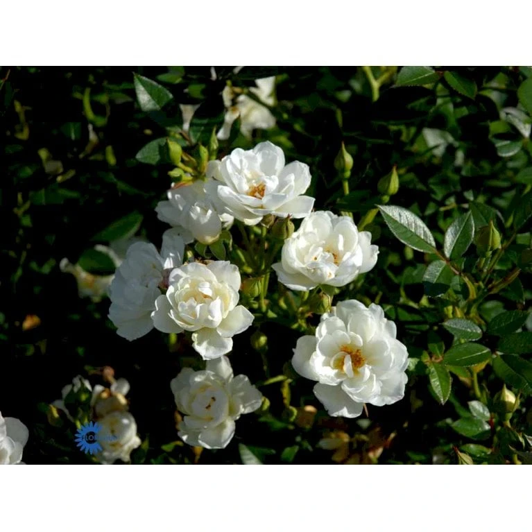 'Tumbling Waters'™ Rosa X 'Tumbling Waters'™ (Bunddækkerose) A-Kvalitet,- Barrods Roser Min. 3 Grene - Billede 10