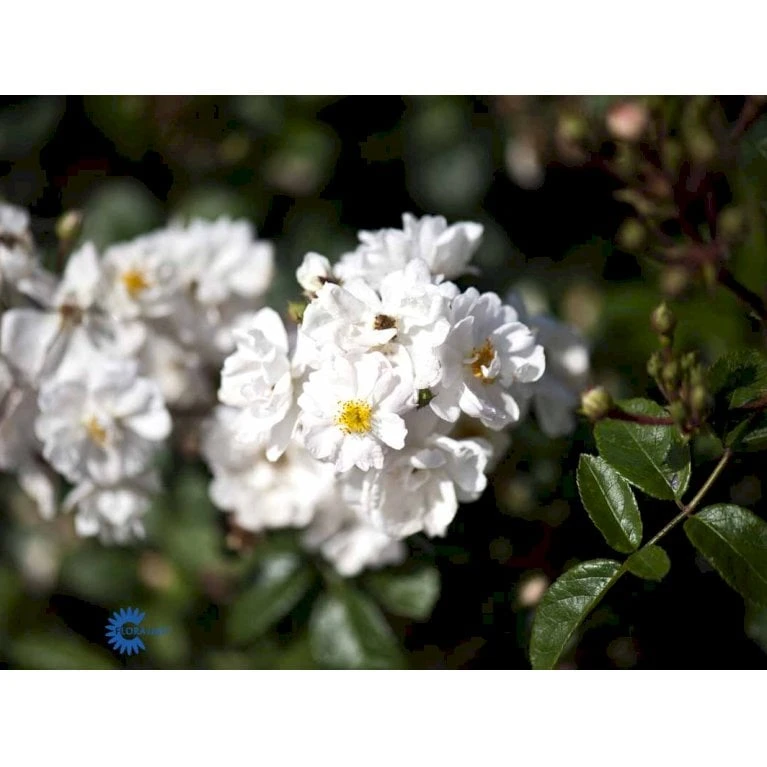 'Tumbling Waters'™ Rosa X 'Tumbling Waters'™ (Bunddækkerose) A-Kvalitet,- Barrods Roser Min. 3 Grene - Billede 9