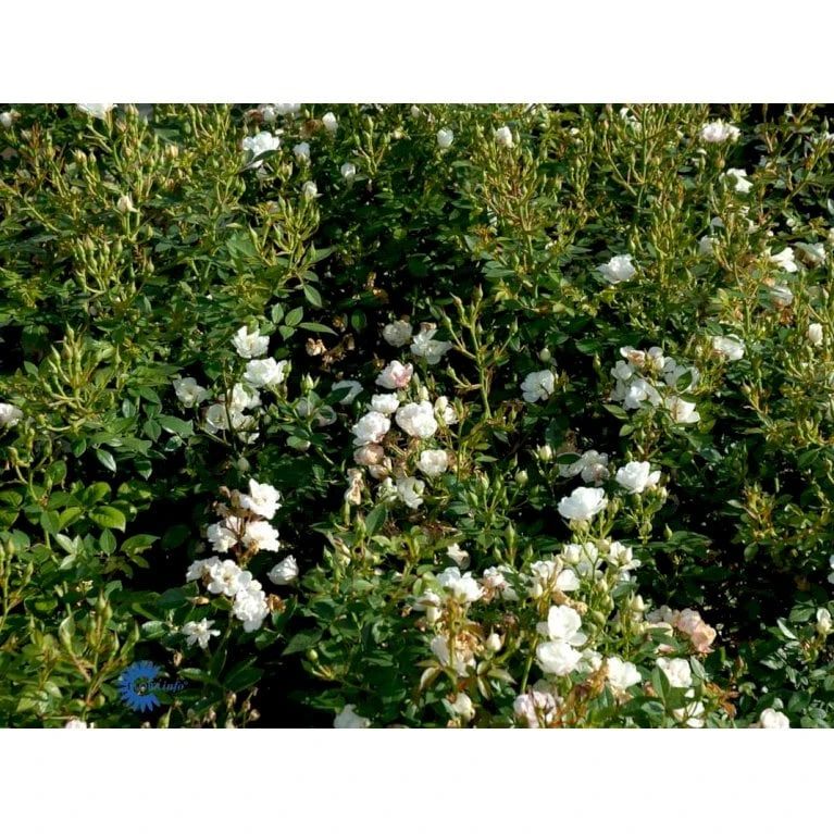 'Tumbling Waters'™ Rosa X 'Tumbling Waters'™ (Bunddækkerose) A-Kvalitet,- Barrods Roser Min. 3 Grene - Billede 11