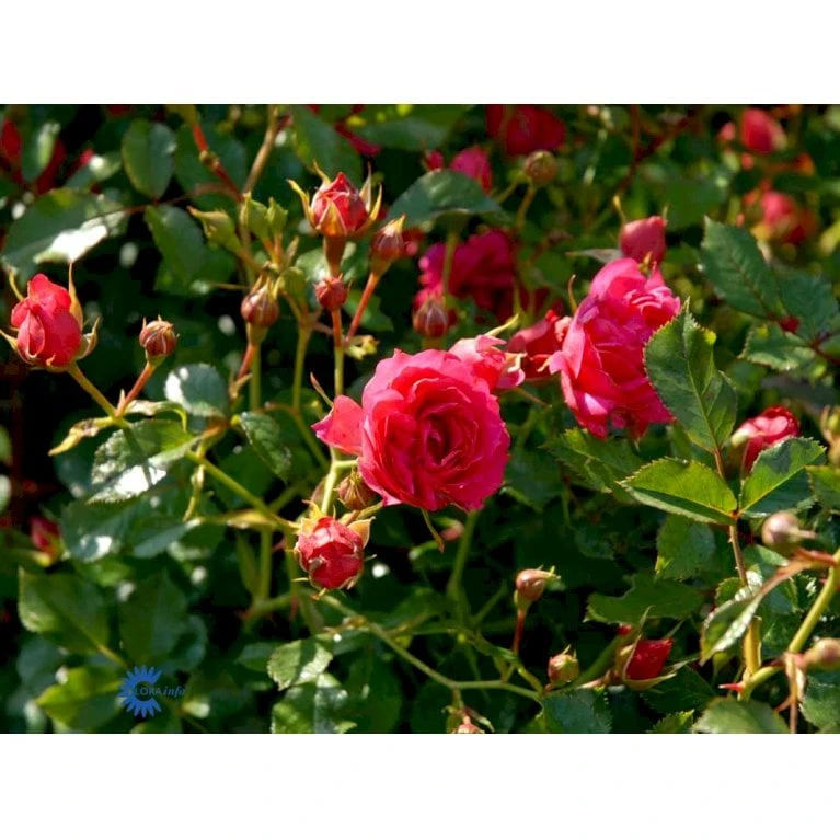 'Viking'® Rosa X 'Viking'® (Bunddækkerose) A-Kvalitet,- Barrods Roser Min. 3 Grene - Billede 8
