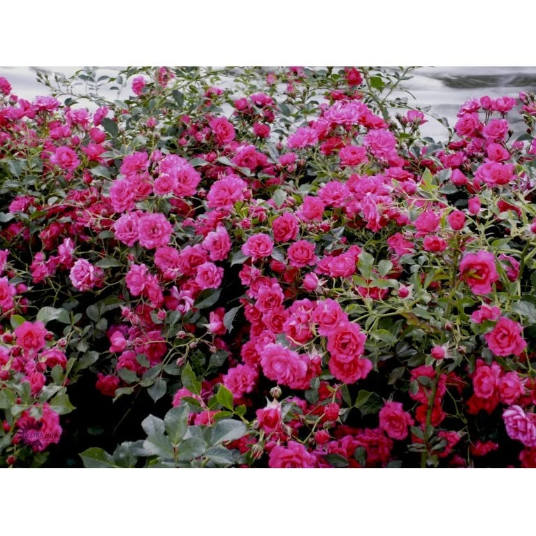 'Viking'® Rosa X 'Viking'® (Bunddækkerose) A-Kvalitet,- Barrods Roser Min. 3 Grene - Billede 6