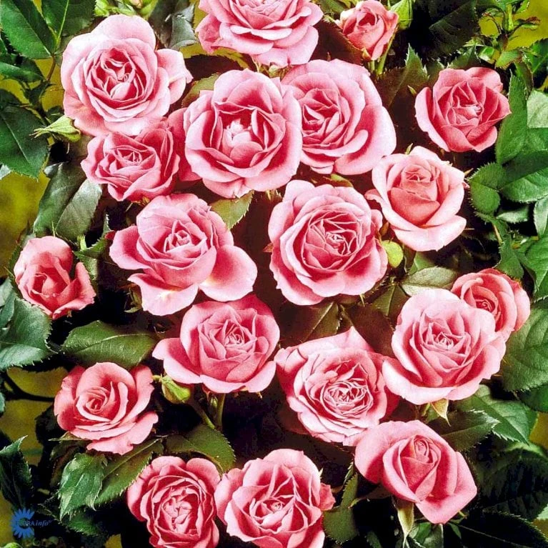 'Violet™ Hit'® Rosa X 'Violet™ Hit'® (Miniaturerose) A-Kvalitet,- Barrods Roser Min. 3 Grene - Billede 9