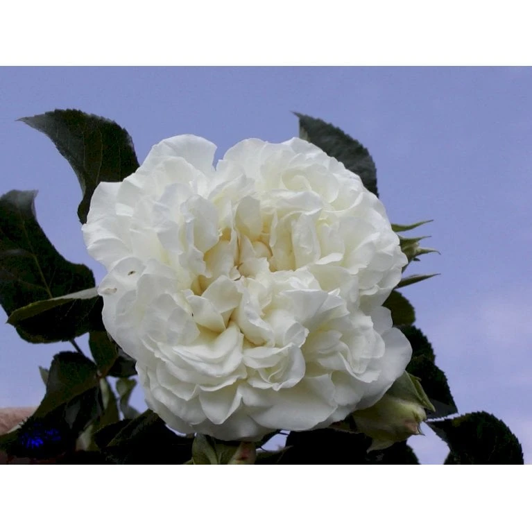 'White Meidiland' Rosa X 'White Meidiland' (Bunddækkerose) A-Kvalitet,- Barrods Roser Min. 3 Grene - Billede 4