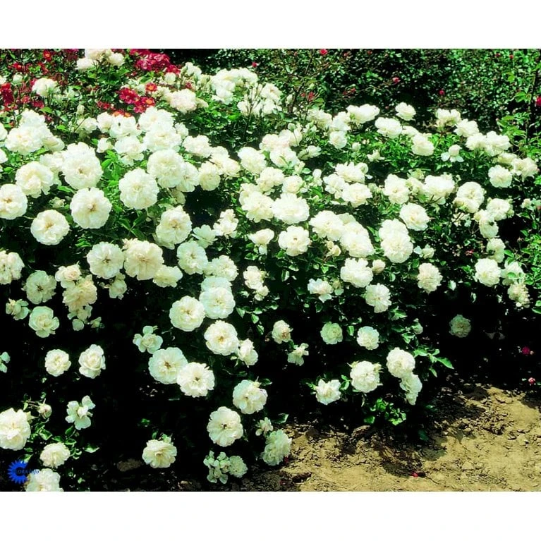 'White Meidiland' Rosa X 'White Meidiland' (Bunddækkerose) A-Kvalitet,- Barrods Roser Min. 3 Grene - Billede 5