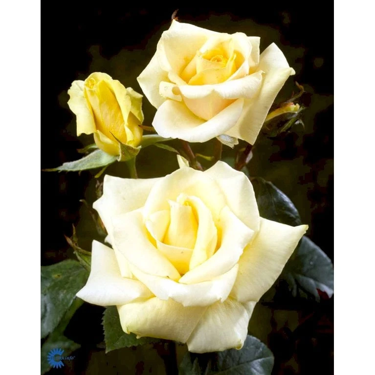 'White Nights'™ Rosa X 'White Nights'™ (Slyngrose) A-Kvalitet,- Barrods Roser Min. 3 Grene - Billede 5