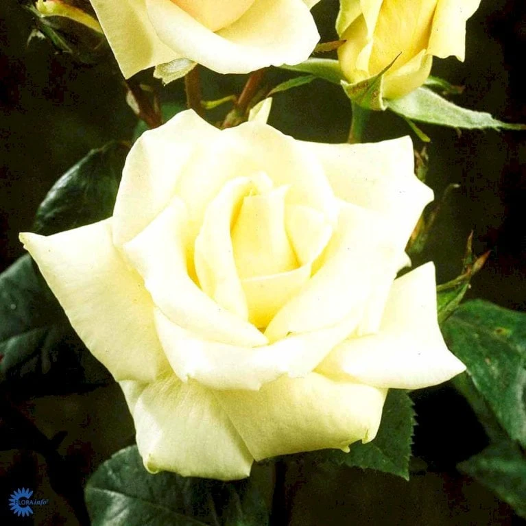 'White Nights'™ Rosa X 'White Nights'™ (Slyngrose) A-Kvalitet,- Barrods Roser Min. 3 Grene - Billede 6