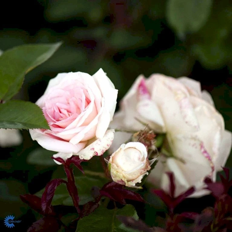 'White Nights'™ Rosa X 'White Nights'™ (Slyngrose) A-Kvalitet,- Barrods Roser Min. 3 Grene - Billede 4