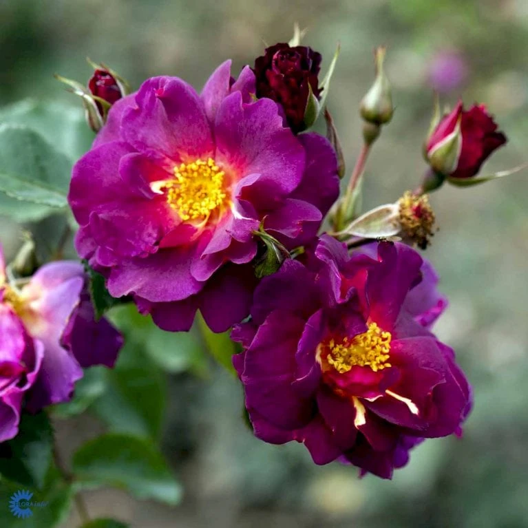 'Wild Rover' Rosa X 'Wild Rover' (Slyngrose) A-Kvalitet,- Barrods Roser Min. 3 Grene - Billede 4