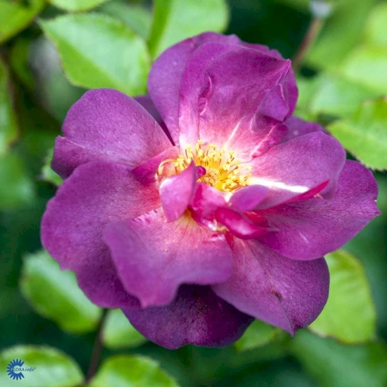 'Wild Rover' Rosa X 'Wild Rover' (Slyngrose) A-Kvalitet,- Barrods Roser Min. 3 Grene - Billede 5