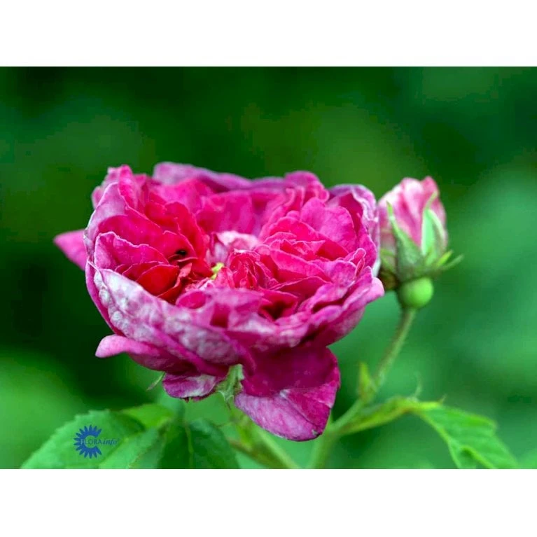 'Charles De Mills' Rosa Gallica 'Charles De Mills' (Gallicarose) A-Kvalitet,- Barrods Roser Min. 3 Grene - Billede 3