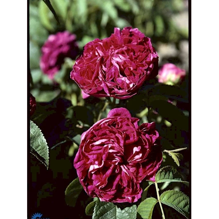'Charles De Mills' Rosa Gallica 'Charles De Mills' (Gallicarose) A-Kvalitet,- Barrods Roser Min. 3 Grene - Billede 4