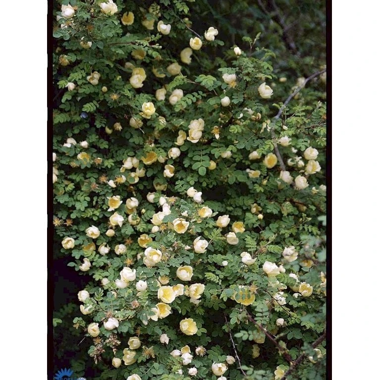 Gul Kinarose Rosa Hugonis (Hugo-rose) A-Kvalitet,- Barrods Roser Min. 3 Grene - Billede 5