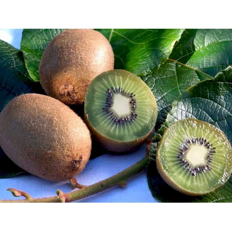 Kiwi 'Jenny' Actinidia Chinensis 'Jenny' (Selvbestøvende) Potte 2,0 Liter,- Opbundet - Billede 4