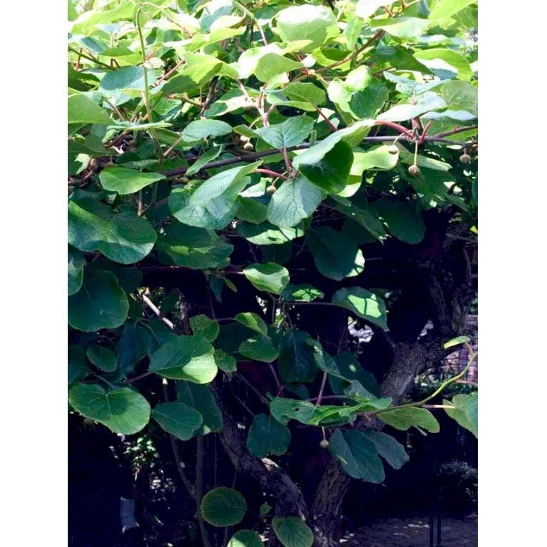 Kiwi 'Jenny' Actinidia Chinensis 'Jenny' (Selvbestøvende) Potte 2,0 Liter,- Opbundet - Billede 5