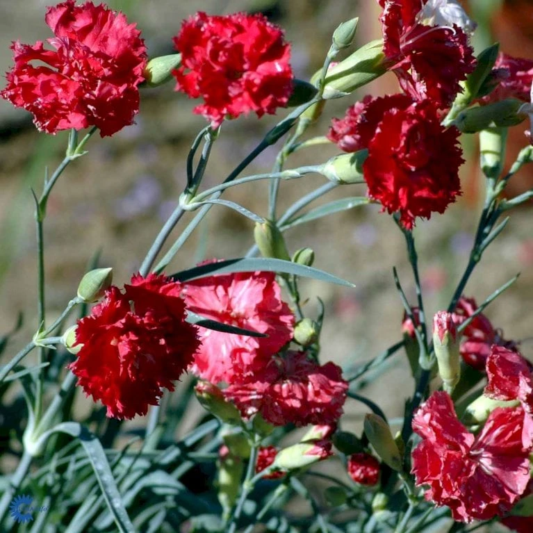 Havenellike -Rød- Dianthus Caryophyllus -rød- 10 Cm. Potte - Billede 4