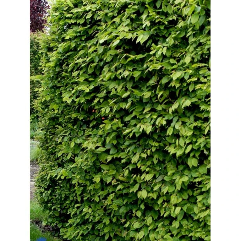 Avnbøg Carpinus Betulus Heister 175-200 Cm. Med Potte - Billede 5