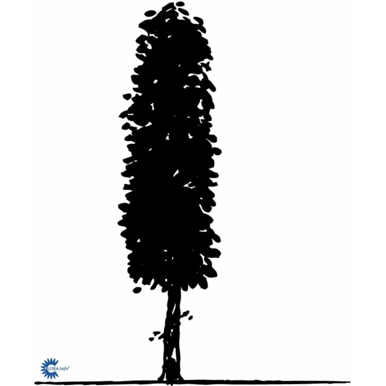 Avnbøg Carpinus Betulus Heister 175-200 Cm. Med Potte - Billede 3