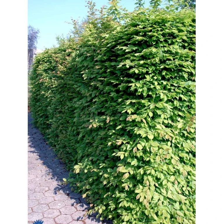 Avnbøg Carpinus Betulus Heister 175-200 Cm. Med Potte - Billede 4