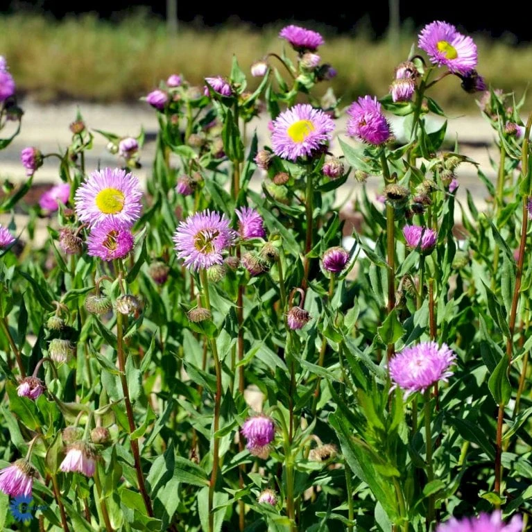 Bakkestjerne 'Rosa Juwel' Erigeron Hybrid 'Rosa Juwel' 1 Liter Potte - Billede 4