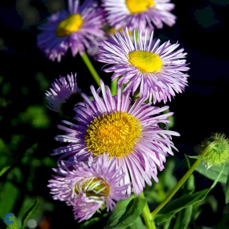 Bakkestjerne 'Rosa Juwel' Erigeron Hybrid 'Rosa Juwel' 1 Liter Potte - Billede 6