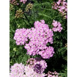 Røllike Achillea Millefolium 'Wonderful Wampee' 1 Liter Potte